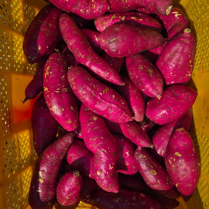 장터 상품 [해남 꿀 고구마 10kg] 썸네일