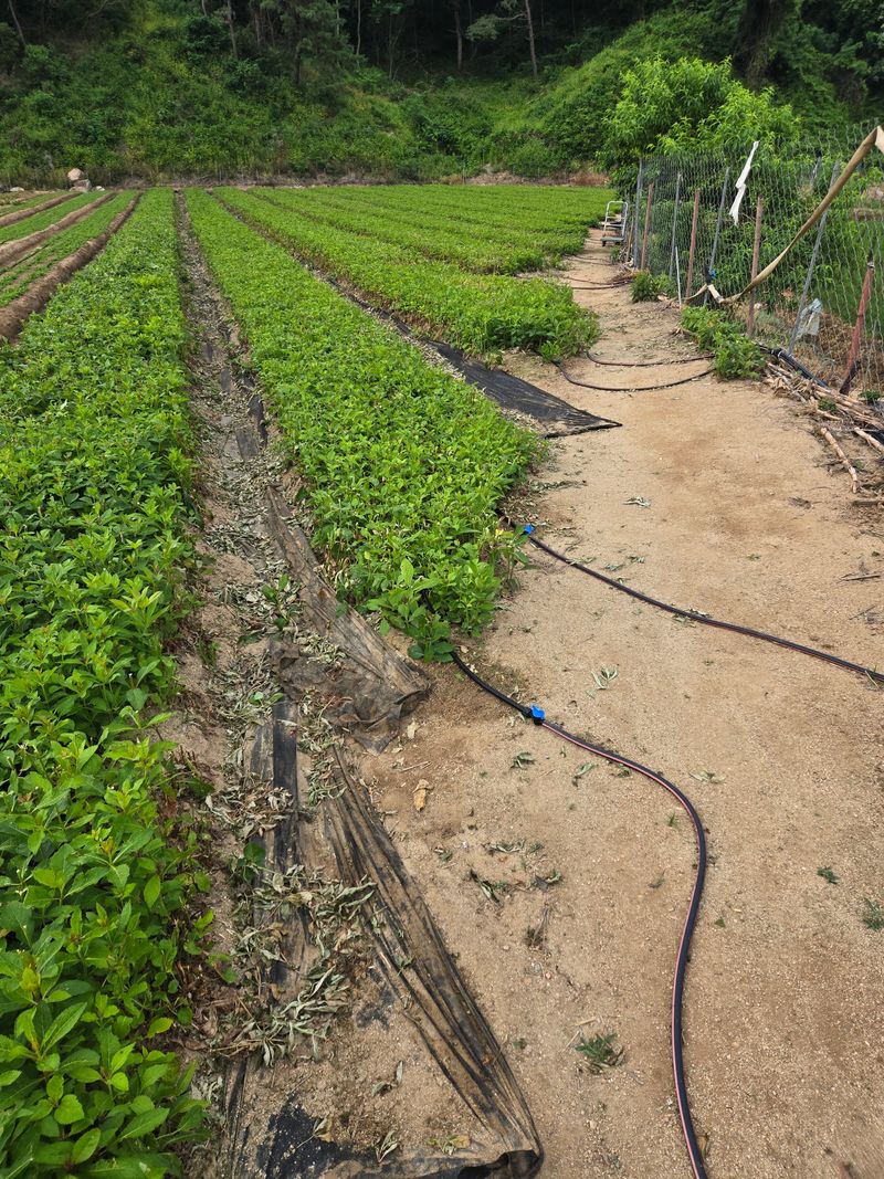 노지잔대재배7년차님의 장터 판매 상품 [햇잔대씨앗 1홉(100g)] 첨부 사진
