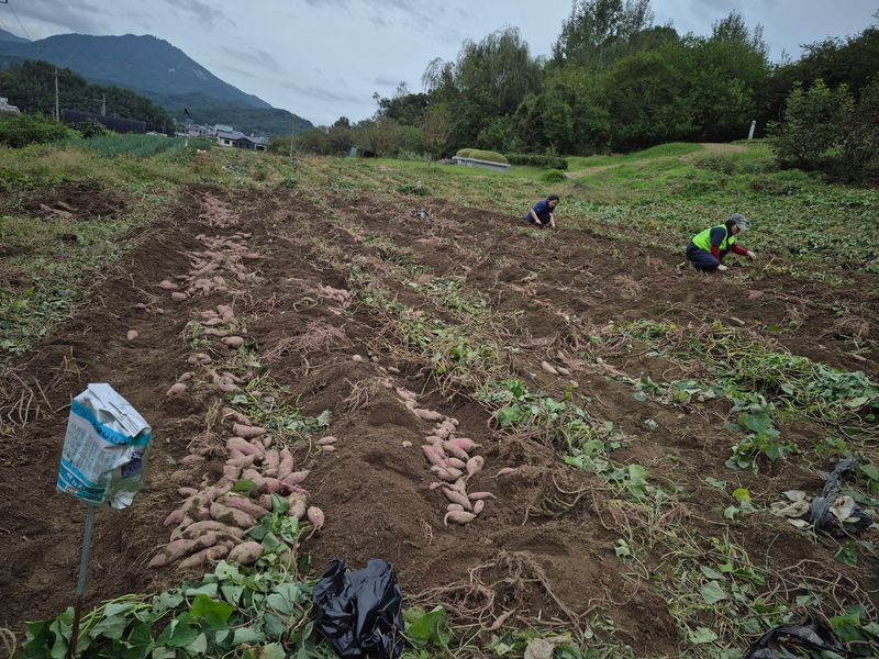 독고다이님의 장터 판매 상품 [해남 꿀 고구마 10kg] 첨부 사진