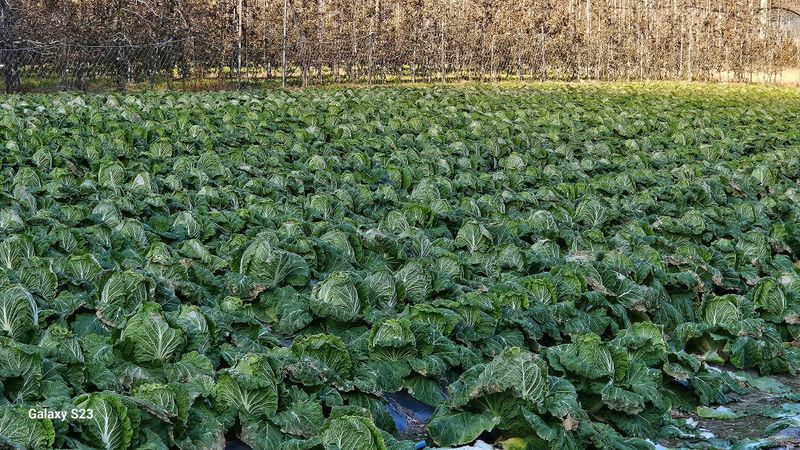 손윤영/수채화농원님의 장터 판매 상품 [고냉지 절임배추 20kg] 첨부 사진