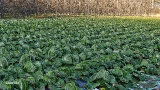 손윤영/수채화농원님의 작성글 사진