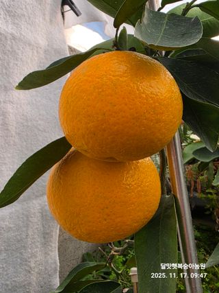 달맛햇복숭아농원님의 자유주제 · 자유게시판 작성글 사진