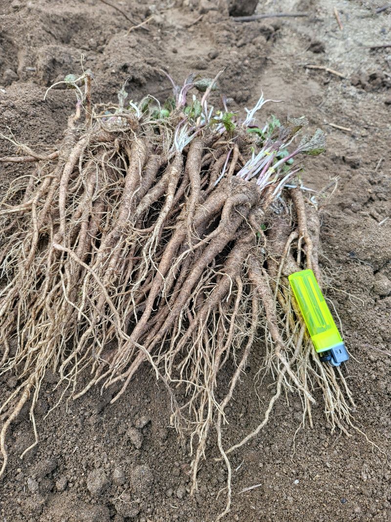 노지잔대재배7년차님의 장터 판매 상품 [햇잔대씨앗 1홉(100g)] 첨부 사진