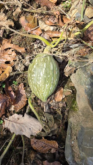 몽실농장님의 자유주제 · 자유게시판 작성글 사진