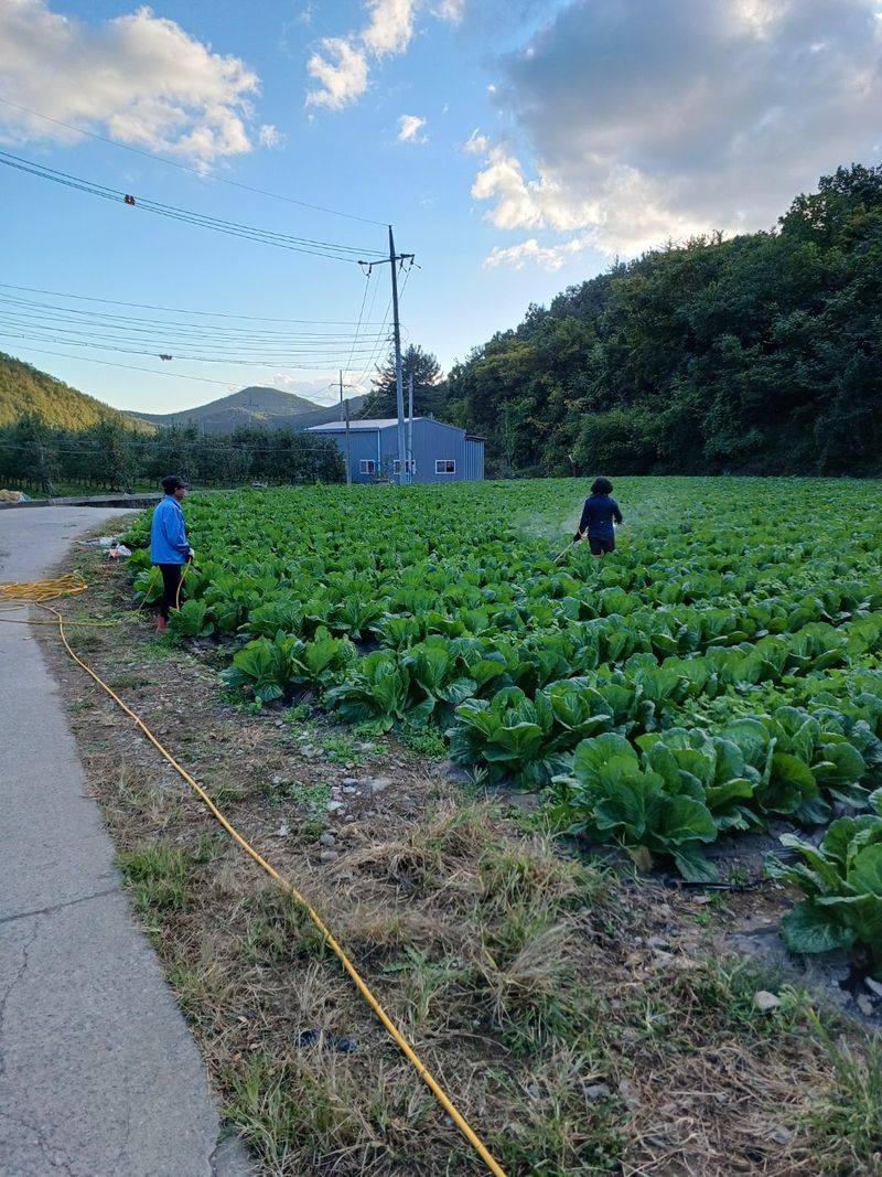 장터 상품 [절임배추(20키로)완판] 썸네일