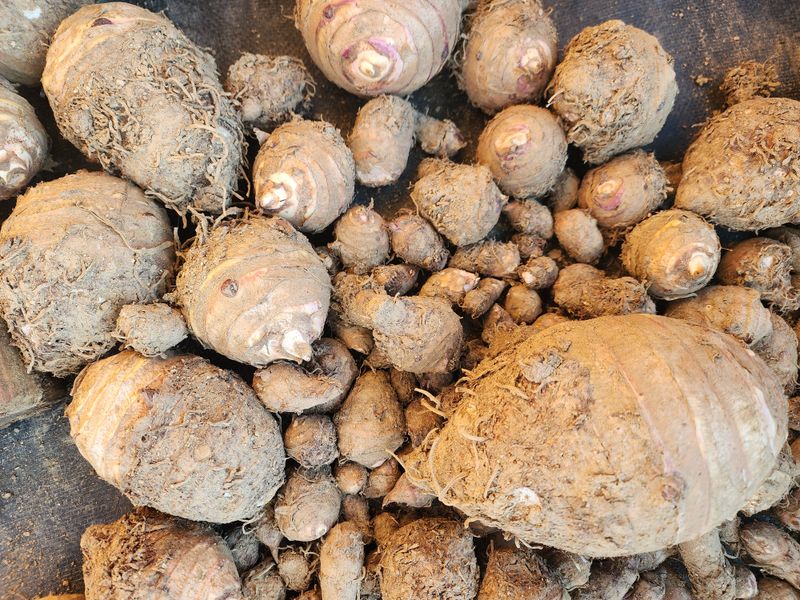 박동현님의 장터 판매 상품 [왕토란 종근판매 ] 첨부 사진