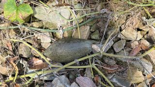 몽실농장님의 자유주제 · 자유게시판 작성글 사진