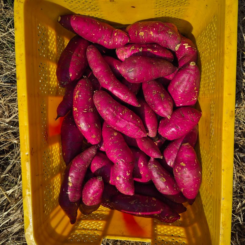 독고다이님의 장터 판매 상품 [해남 꿀 고구마 10kg] 첨부 사진