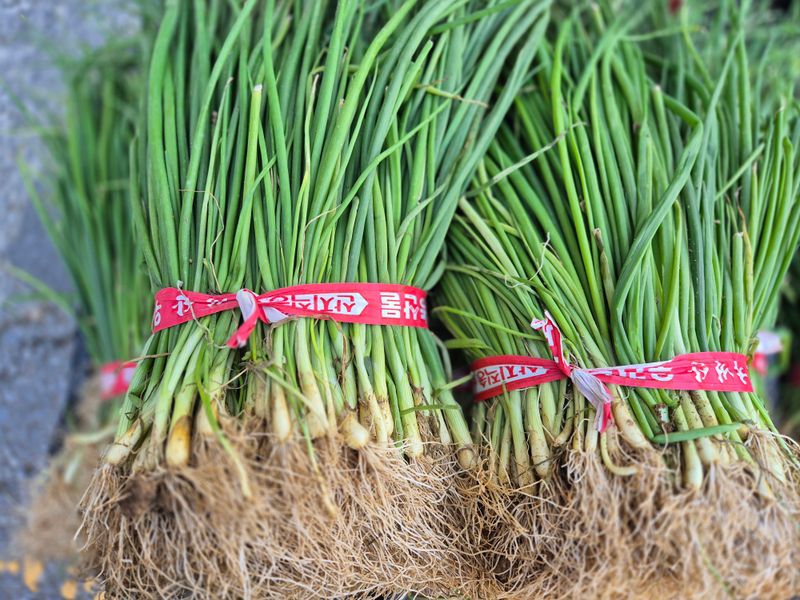 장터 상품 [다발 저장양파모종 ] 썸네일