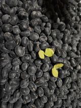 팜모닝 · 게시글 이미지