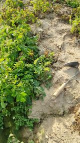 팜모닝 감자·영농일지 게시글 이미지