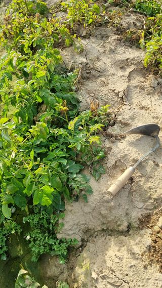 믿고사는농원-송미경님의 감자 · 영농일지 작성글 사진