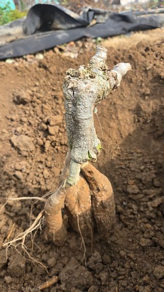 알칡2025님의 자유주제 · 자유게시판 작성글 사진