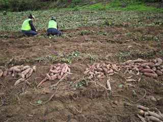 독고다이님의 작성글 사진