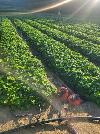 노지잔대재배7년차님의 작성글 사진