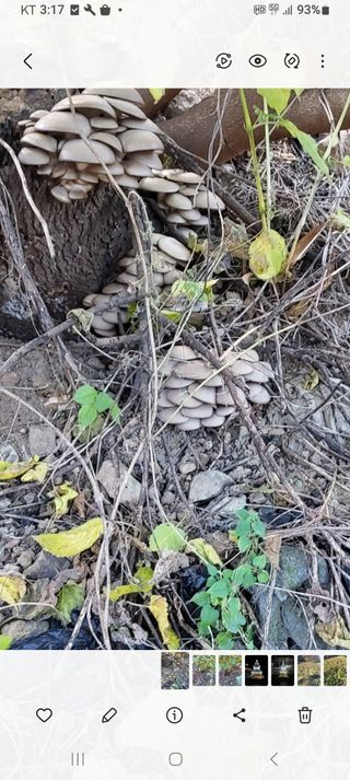 지대식님의 자유주제 · 자유게시판 작성글 사진