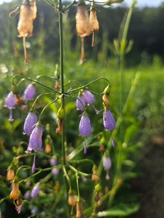 노지잔대재배7년차님의 작성글 사진