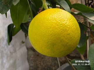 달맛햇복숭아농원님의 자유주제 · 자유게시판 작성글 사진