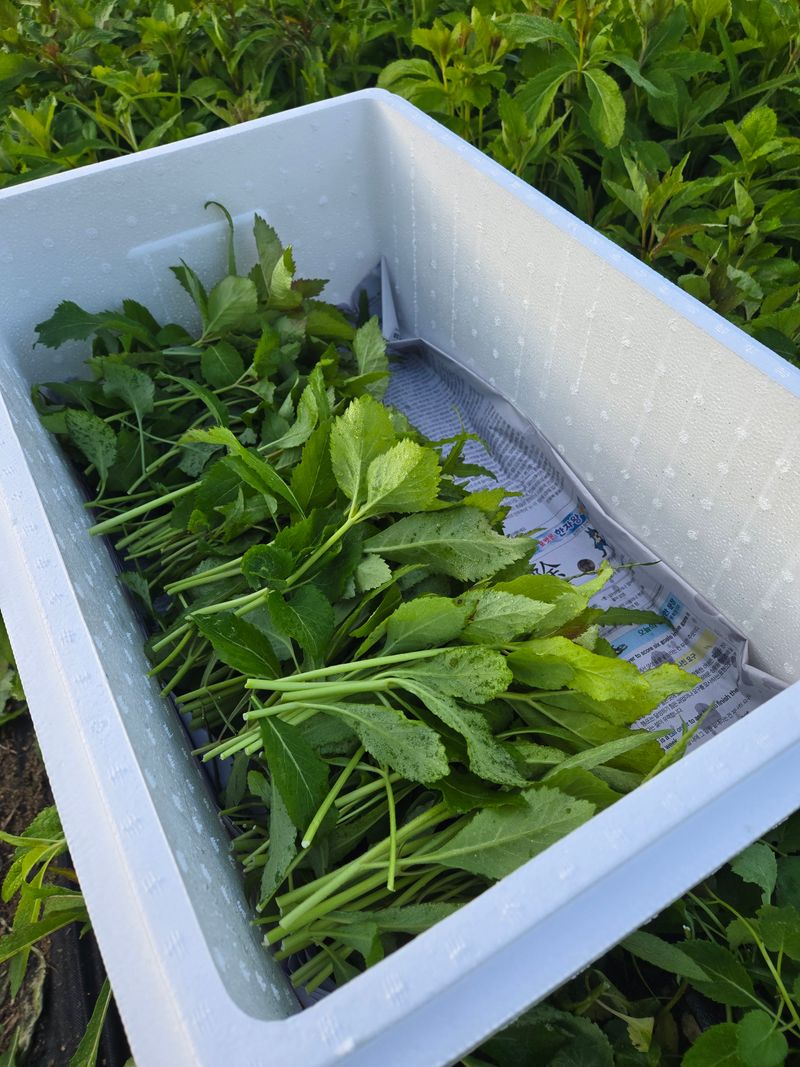 노지잔대재배7년차님의 장터 판매 상품 [햇잔대씨앗 1홉(100g)] 첨부 사진