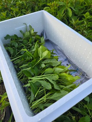 노지잔대재배7년차님의 작성글 사진