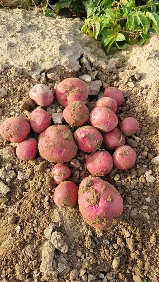 믿고사는농원-송미경님의 감자 · 영농일지 작성글 사진