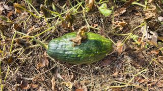 몽실농장님의 자유주제 · 자유게시판 작성글 사진