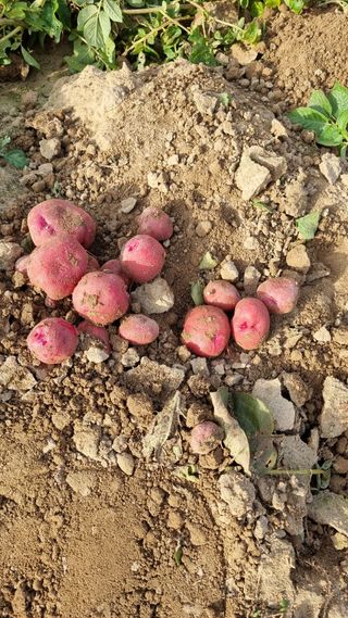 믿고사는농원-송미경님의 감자 · 영농일지 작성글 사진