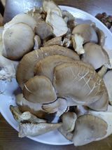 팜모닝 자유주제·자유게시판 게시글 이미지