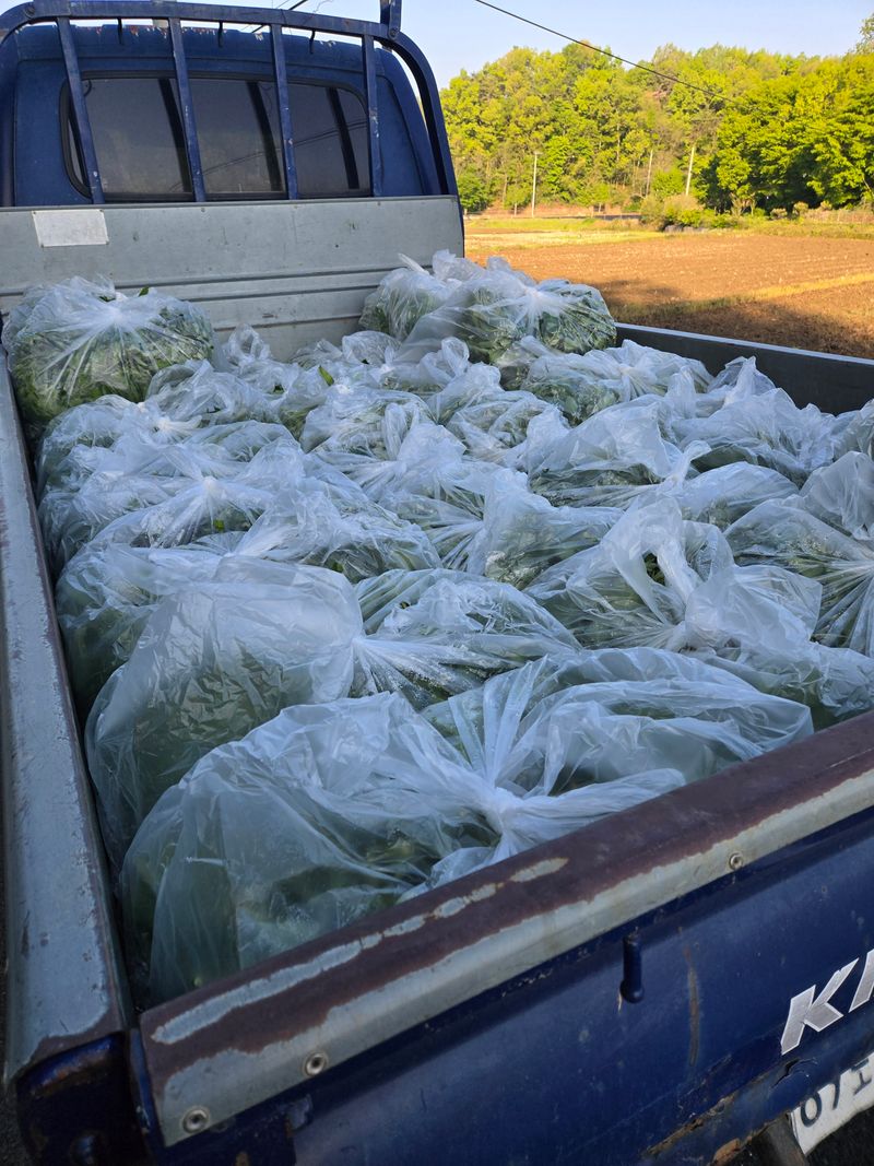 노지잔대재배7년차님의 장터 판매 상품 [햇잔대씨앗 1홉(100g)] 첨부 사진