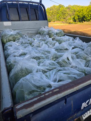 노지잔대재배7년차님의 작성글 사진