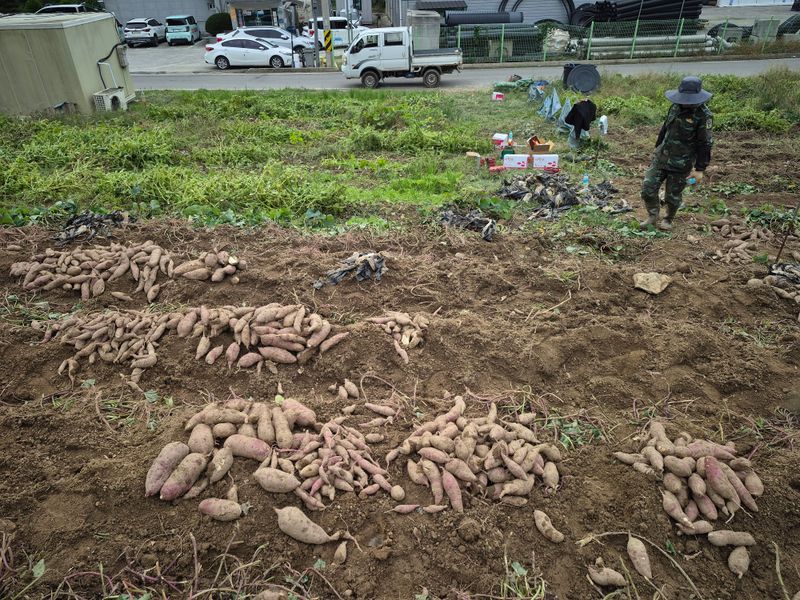 독고다이님의 장터 판매 상품 [해남 꿀 고구마 10kg] 첨부 사진