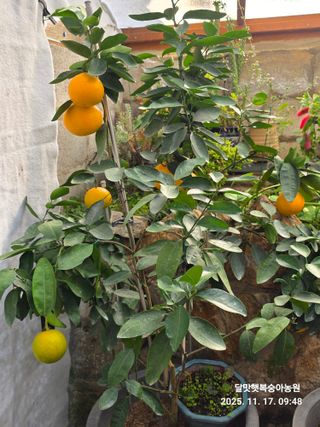 달맛햇복숭아농원님의 자유주제 · 자유게시판 작성글 사진