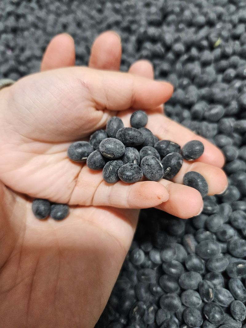 정택희님의 장터 판매 상품 [새바람(속청서리태)] 첨부 사진