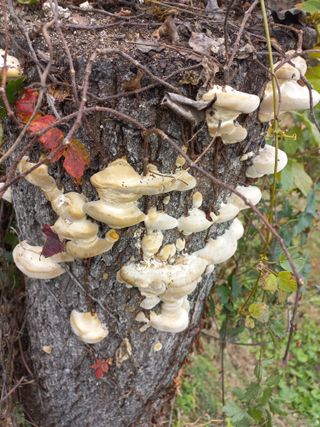 심무재 님의 자유주제 · 자유게시판 작성글 사진