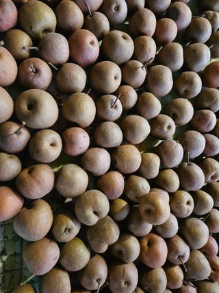 대봉매실 인생이막님의 작성글 사진