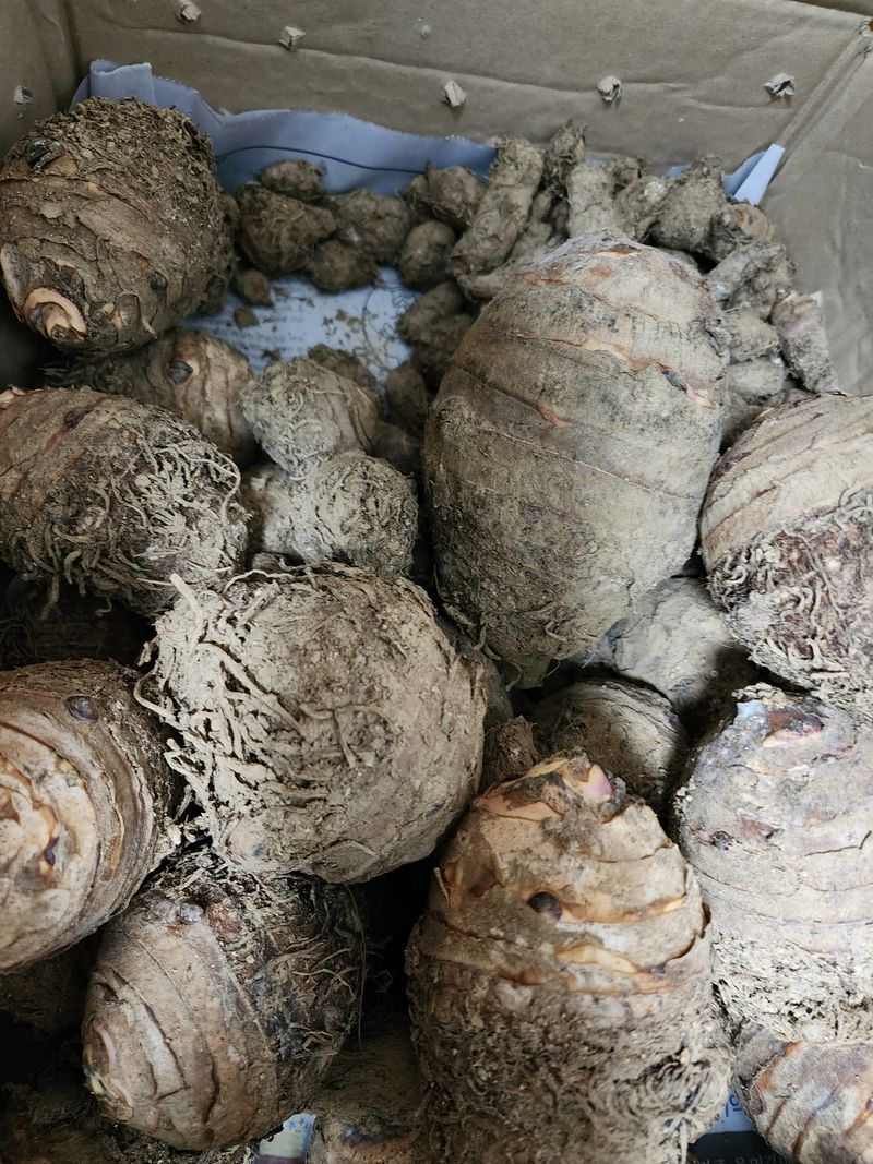 장터 상품 [왕토란 종근판매 ] 썸네일