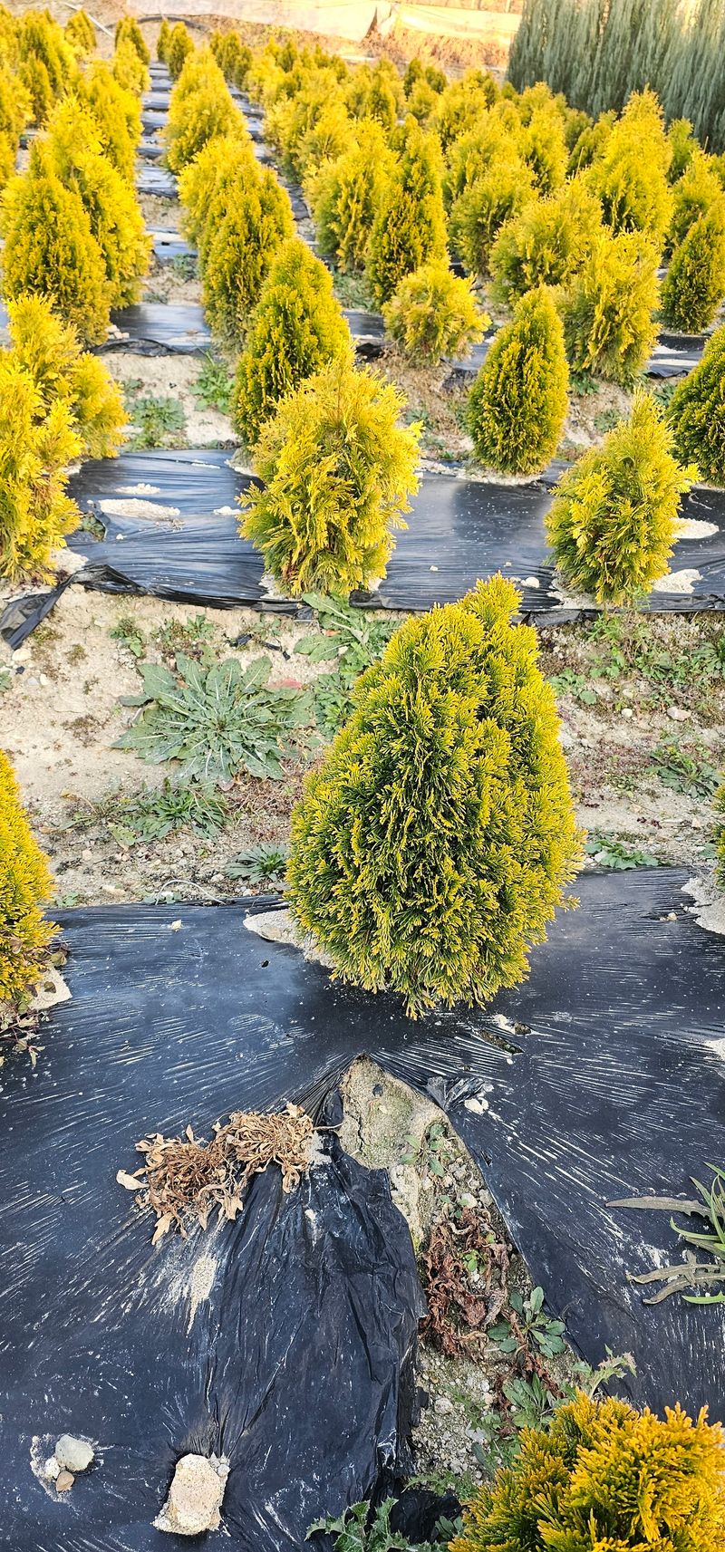 뿌리묘목농원님의 장터 판매 상품 [골드 스마라그 분묘 0.8m 전후] 첨부 사진