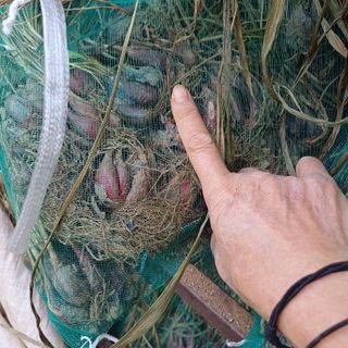 삼성농산님의 작성글 사진