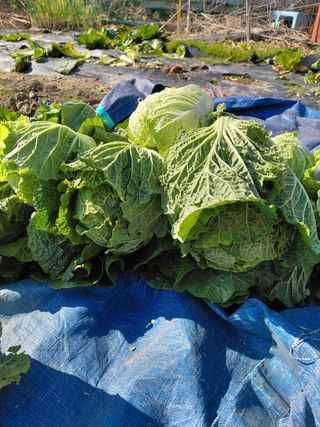 오화순님의 자유주제 · 자유게시판 작성글 사진