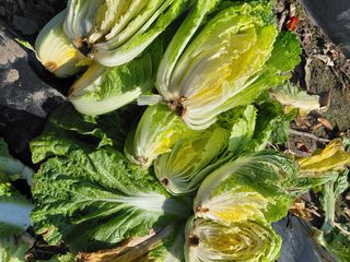 오화순님의 자유주제 · 자유게시판 작성글 사진