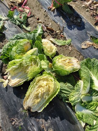 오화순님의 자유주제 · 자유게시판 작성글 사진