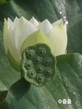 두레연님의 작성글 사진