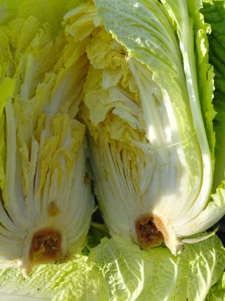 오화순님의 자유주제 · 자유게시판 작성글 사진