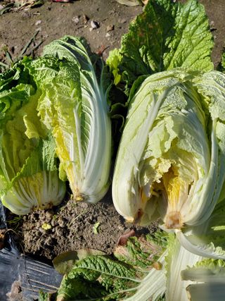 오화순님의 자유주제 · 자유게시판 작성글 사진