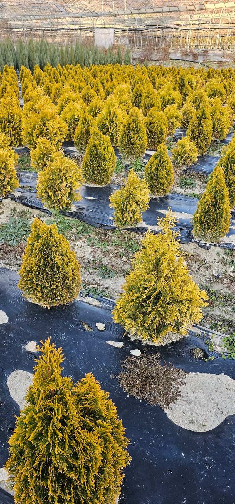 뿌리묘목농원님의 장터 판매 상품 [골드 스마라그 분묘 0.8m 전후] 첨부 사진