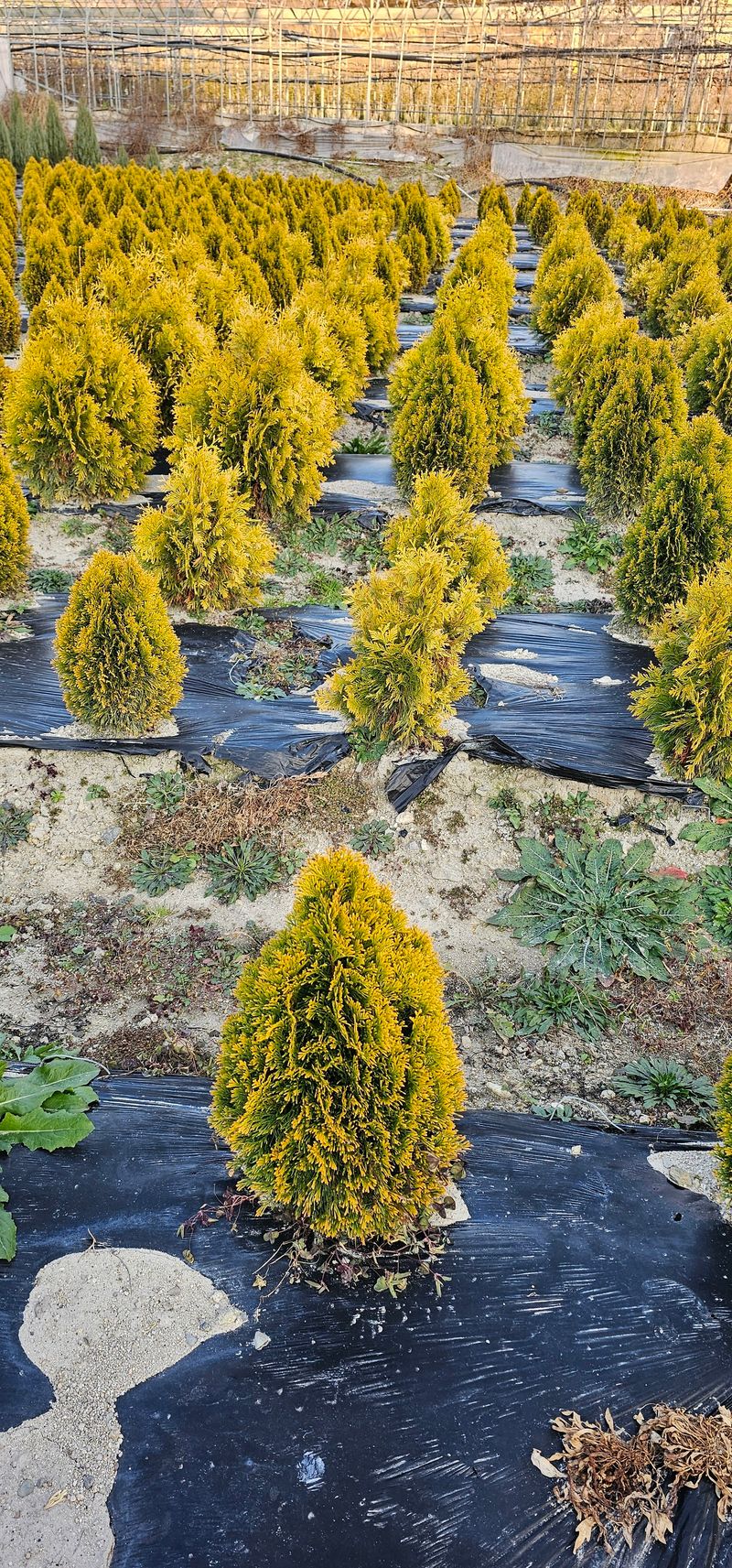 뿌리묘목농원님의 장터 판매 상품 [골드 스마라그 분묘 0.8m 전후] 첨부 사진