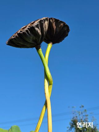 두레연님의 작성글 사진