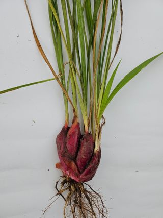 김제일주농장님의 자유주제 · 자유게시판 작성글 사진