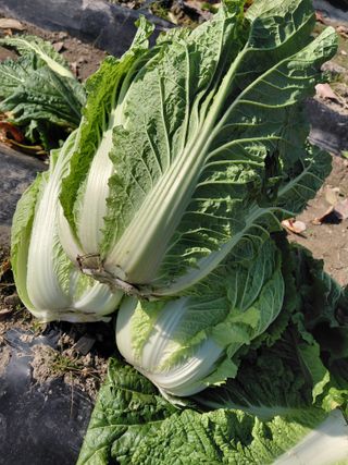 오화순님의 자유주제 · 자유게시판 작성글 사진