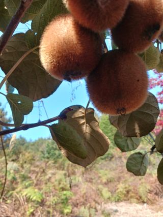 들국화님의 자유주제 · 자유게시판 작성글 사진